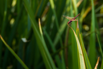 red dragonfly