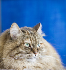 brown tabby mackerel cat of siberian breed