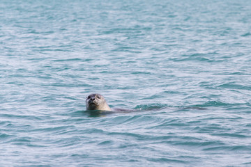 Fototapeta premium Seal swimming with head emerging above the water, looking at camera with one eye half closed
