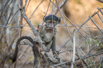 Baby Chacma baboon playing.