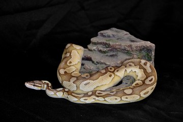 python sur fond noir