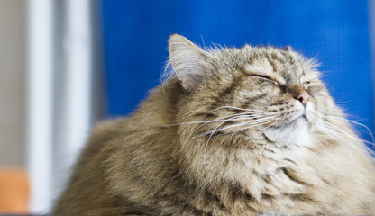 brown tabby mackerel cat of siberian breed