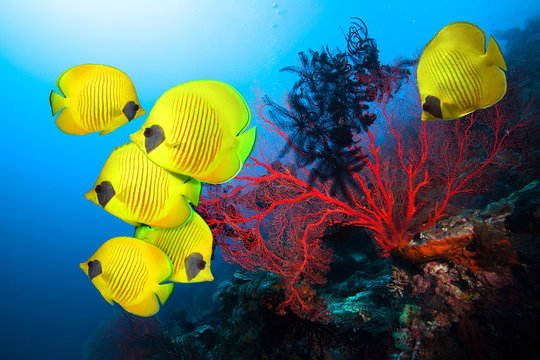 Fototapeta Underwater image of coral reef and School of Masked Butterfly Fish 