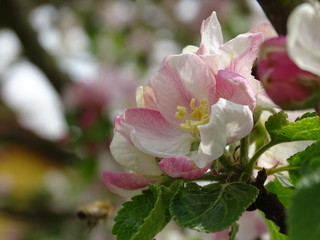 Apfelblüten