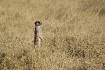 Meerkats live in all parts of the Kalahari Desert in Botswana
