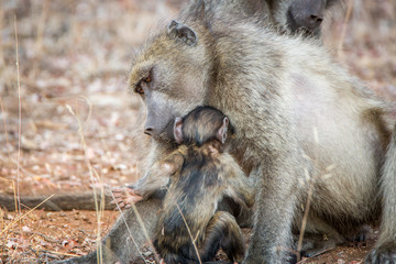 Bonding Chacma baboons.