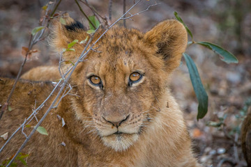 Starring Lion cub.