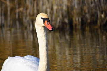 Beautiful swan at the pond. Beautiful natural colored background with wild animals.