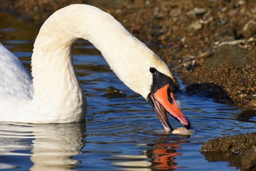 Beautiful swan at the pond. Beautiful natural colored background with wild animals.