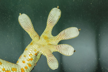 Fingers of Gecko on glass