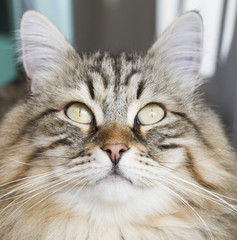 male siberian cat outdoor