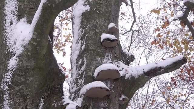 Buchenbaum mit Baumpilzen im Winter, Fagus - 4K