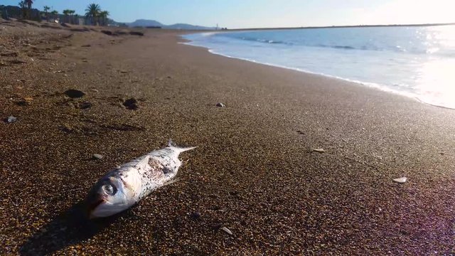 Dead fish on the beach - 4K