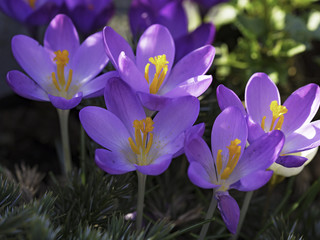 Spring crocus purple