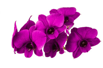 The  purple  orchid