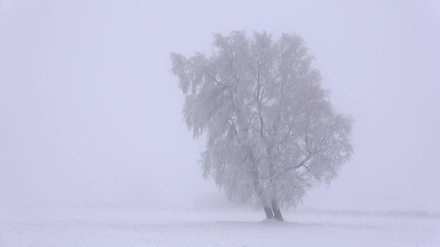 Birke im Schnee - 4K