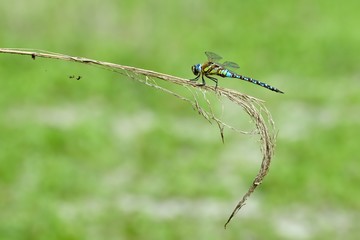 aeshna mixta