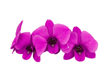 The  purple  orchid