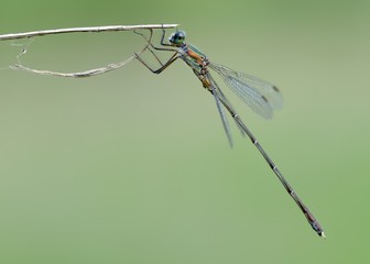 Chalcolestes parvidens