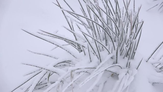 Binsenhalme im Schnee - 4K