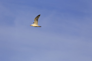 white sea gulls flying in the blue sunny sky over the coast of baltic sea