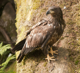 Immature Bald Eagle