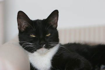 наглая черная кошка с белым воротничком лежит на диване