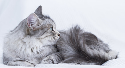 gorgeous silver cat of siberian breed