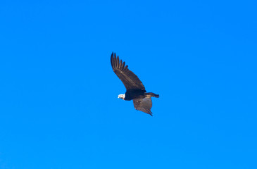 condor in sky