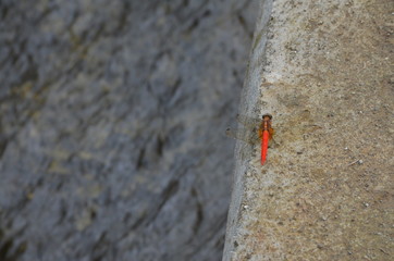 Red Dragon Fly Outdoors near Stream