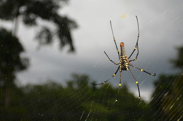 Balinese Spider in Web