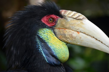 Toucan in Bali