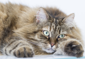 brown tabby mackerel cat of siberian breed
