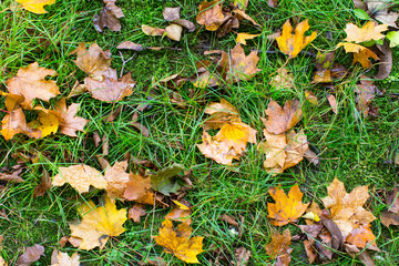 Yellow fallen leaves on the wet green grass, autumn ground texture.