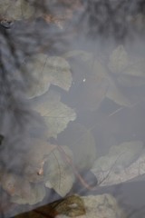 Leaves underwater