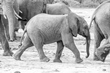 Young Elephant walking in black and white.