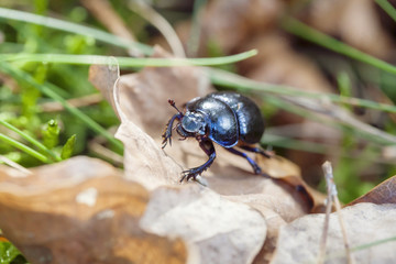Spring Beetle crawling on dry leaves in forest., Trypocopris vernalis