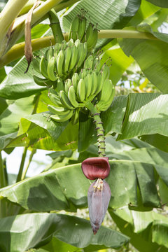 Cluster of immature bananas on the tree