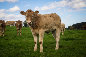 calf on grassy field against blue sky
