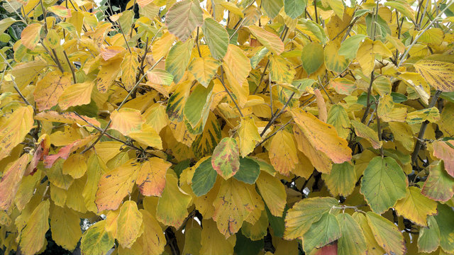 Herbstblätter einer Zaubernuss (Hamamelis)