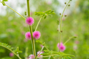 Mimosa pudica flower