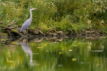 héron cendré oiseau  berge rivière seine affût échassier
