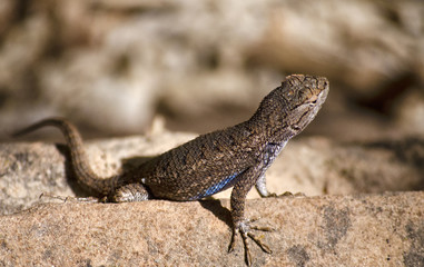 Zion Park Lizard
