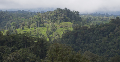 Destruction of Rainforest Habitat, Cloud Forest, Ecuador