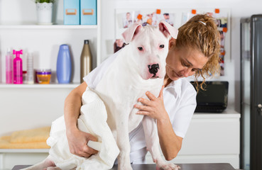 Canine hairdresser Dogo Argentine