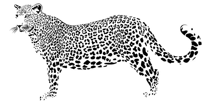 The far eastern leopard on a white background