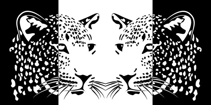 Muzzles of leopards. positive and negative