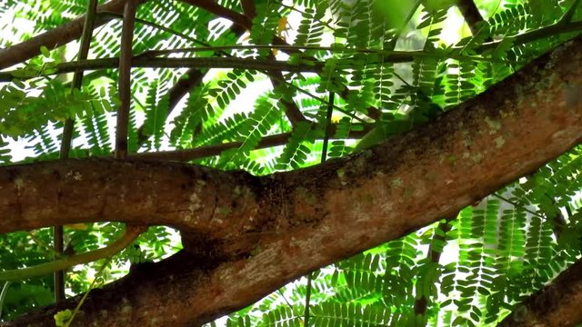 Un loro en el &aacute;rbol 