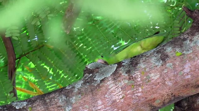 Loro peque&ntilde;o tomando alimento de un &aacute;rbol 