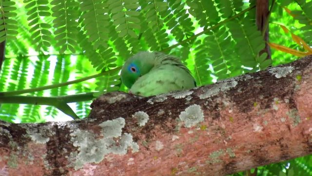 Loro caminando por una rama